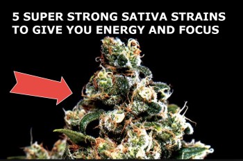 Top 5 Strongest Sativas For Energy and Focus