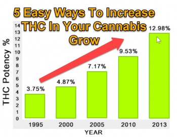 5 Easy Ways To Increase THC In Your Cannabis Grow