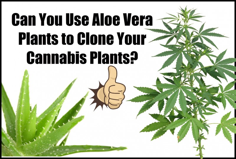 aloe vera to clone cannabis