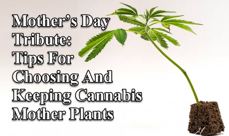 mother cannabis plant
