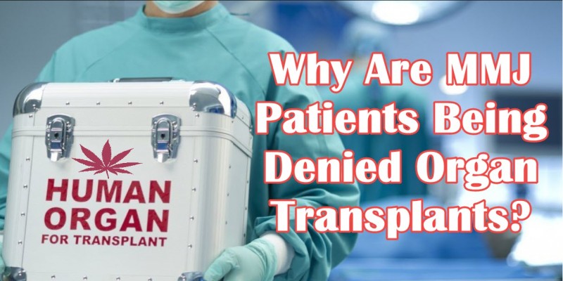 cannabis and organ transplants
