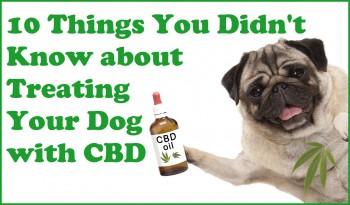 10 Things You Didn't Know about Treating Your Dog with CBD
