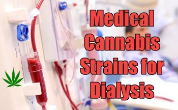 Medical Cannabis Strains for Dialysis
