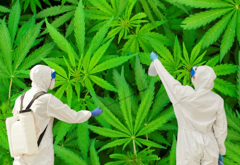 pesticides on legal and illicit cannabis samples