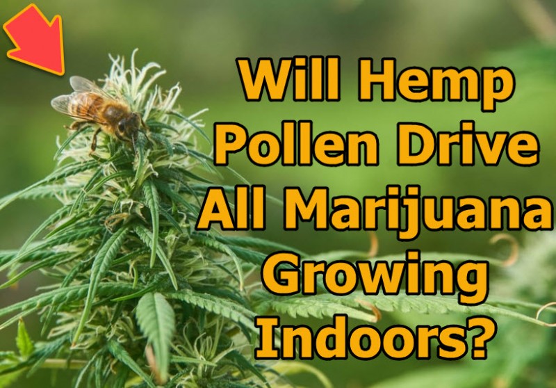 hemp pollen in marijuana grows