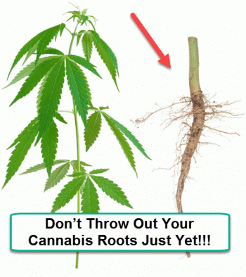 Don’t Throw Out Your Cannabis Roots Just Yet