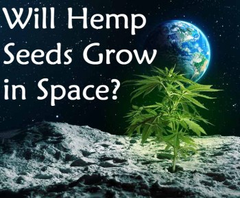 Why Hemp Seeds Were Sent to Space on the SpaceX17 Mission