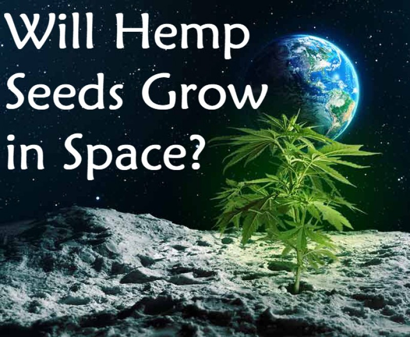 Hemp seeds in space