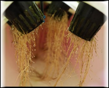 Aeroponic Cannabis Plant Roots  vs. Soil Grown Roots - Which One is Healthier?