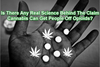 What is the Science Behind Cannabis Getting People Off Opiates?