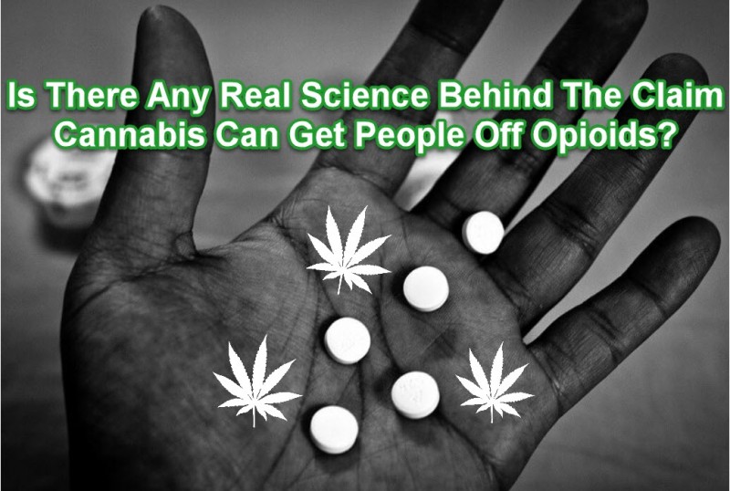 cannabis opioids and science