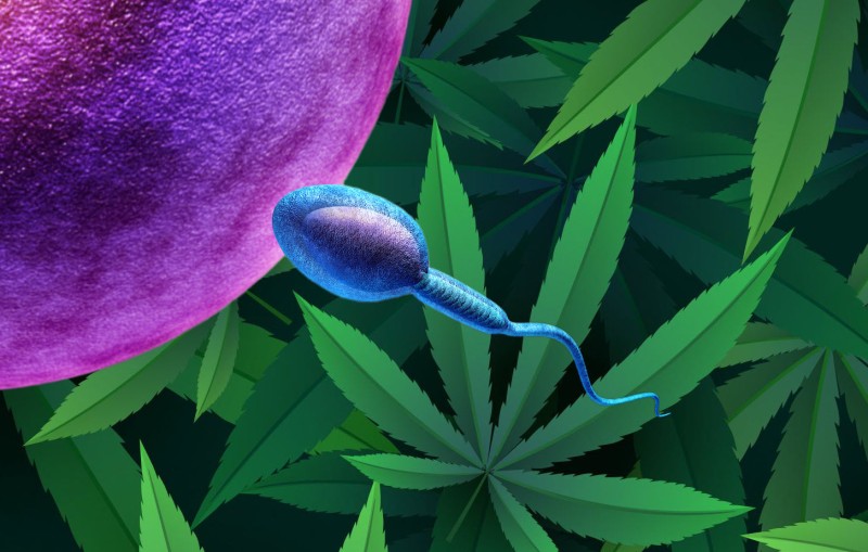 sperm count increases with weed