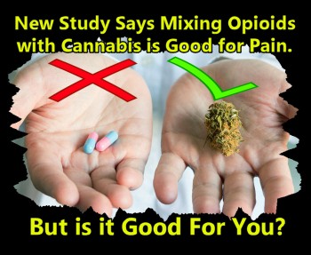 New Study Says Mixing Opioids with Cannabis is Good for Pain, but is it Good for You?