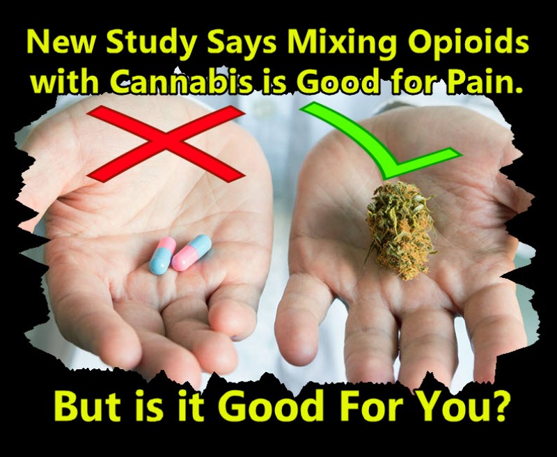 Mixing Opioids and Cannabis for Pain