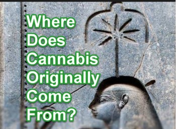 Where Does Cannabis Originally Come From?