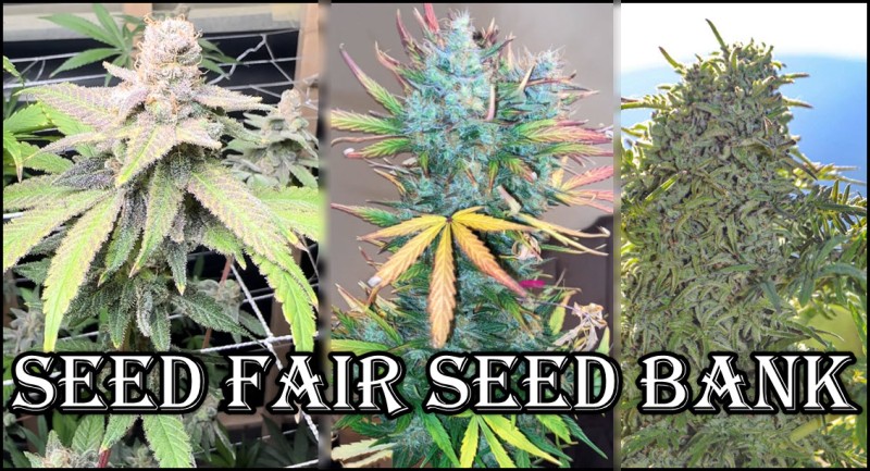 Seed Fair seed bank