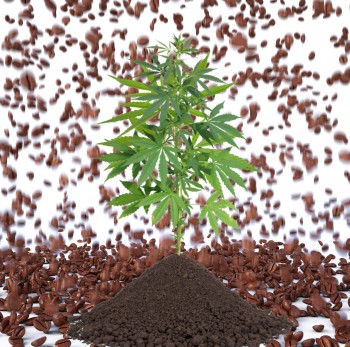 Can Your Used Coffee Grounds Help You Grow Great Weed?