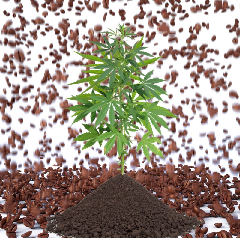 Coffee grounds on cannabis plants