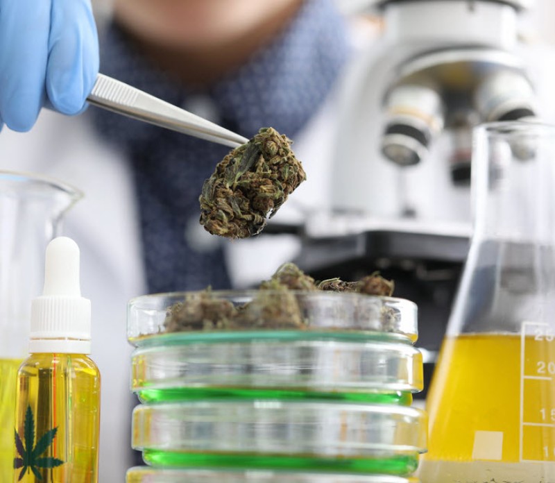 genetic markers in cannabis