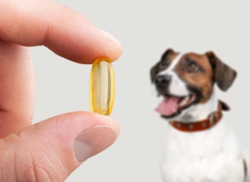cannabis oil dog arthritis