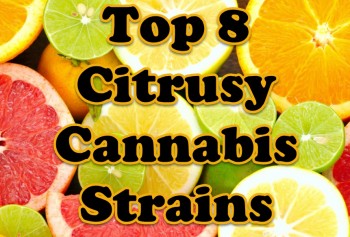Top 8 Citrusy Cannabis Strains