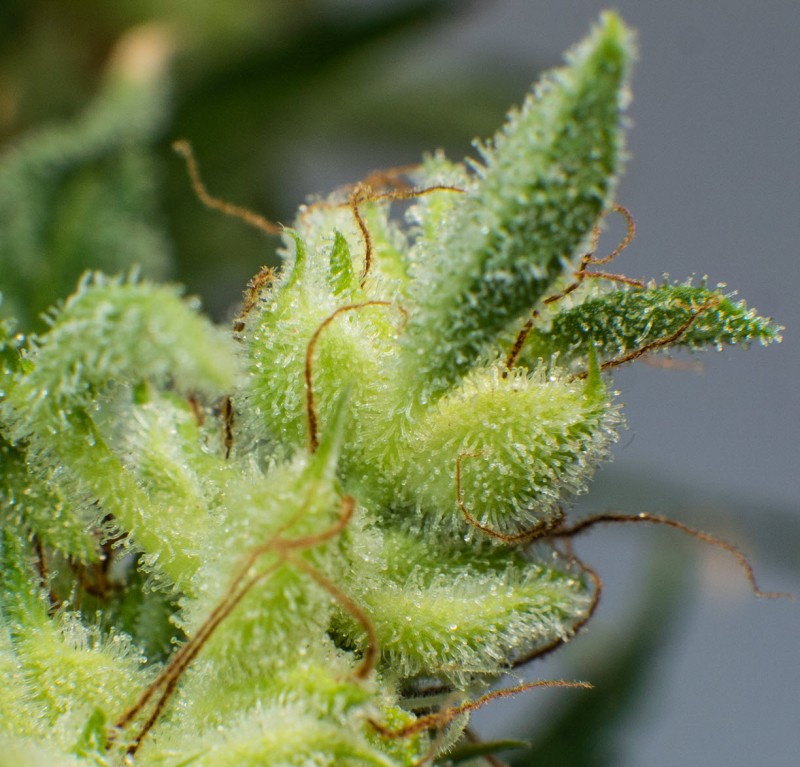 marijuana larf buds