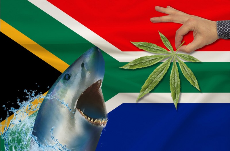 South African marijuana market