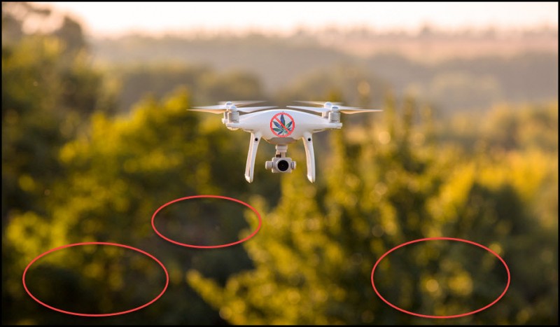 drones to find weed grows