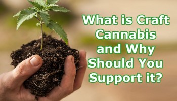 What is Craft Cannabis and Why Should You Support it?