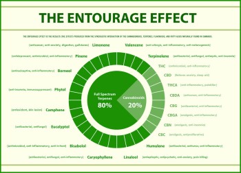 What is the Entourage Effect and Why is It So Important?