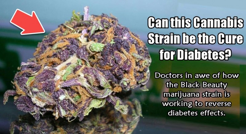Black Beauty cannabis for diabetes
