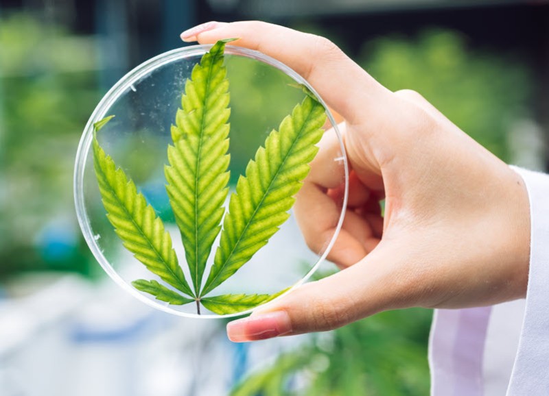 How are cannabinoids made in the marijuana plant