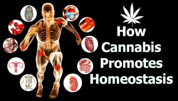 How Cannabis Promotes Homeostasis