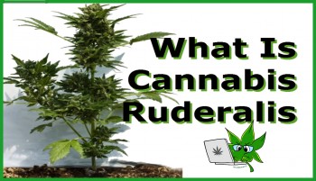 What Is Cannabis Ruderalis?