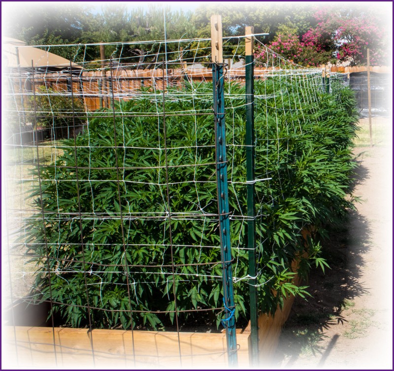 tips for cultivating marijuana at home