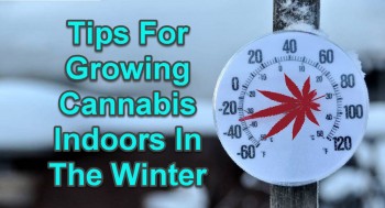 Tips For Growing Cannabis Indoors In The Winter