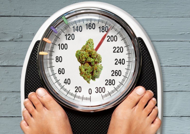 obesity and inflammation and cannabis