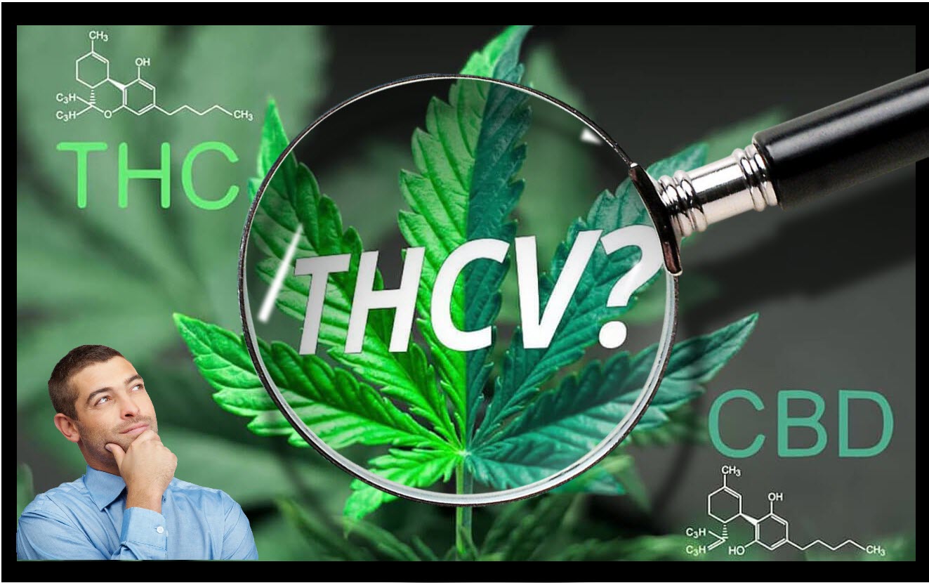 THCV Explained: An Expository Guide To Tetrahydrocannabivarin