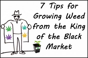 7 Tips for Growing Weed from the King of the Black Market