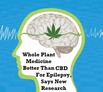 Whole Plant Medicine Better Than CBD For Epilepsy, Says New Research