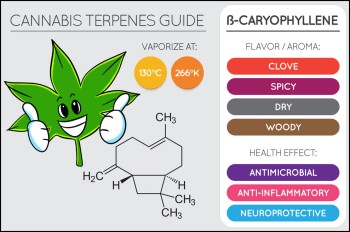Caryophyllene: What is This Terpene and Why Should You Care About It Right Now?
