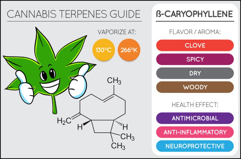 What is caryophyllene