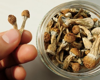 Psychedelics Can Treat Emotional Pain, But Can They Treat Physical Pain, Too?