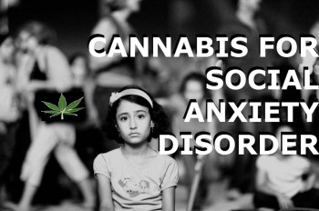 Cannabis For Social Anxiety Disorder