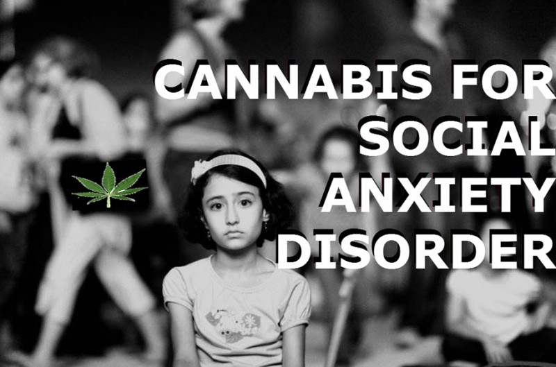 cannabis for social anxiety disorders