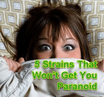5 Cannabis Strains That Won’t Get You Paranoid