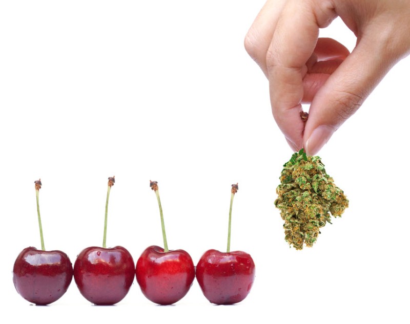 art of cherry picking cannabis