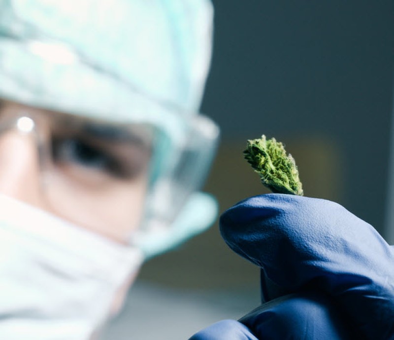 Feds to study how cannabis fights cancer