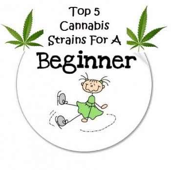 The Top 5 Cannabis Strains For Beginners