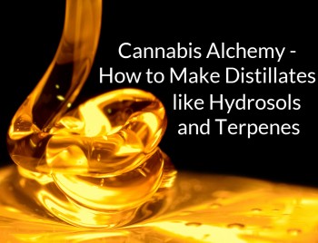 Cannabis Alchemy - How to Make Distillates like Hydrosols and Terpenes